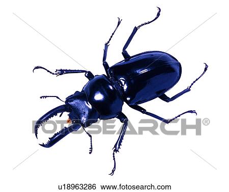 Stock Photograph - Insects, Bugs and Insects, Pseudorhaetus concolor. Fotosearch