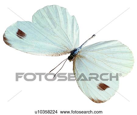 Insects, Butterfly, Bugs and Insects, Leptosia nina View Large Photo Image Picture - Insects, Butterfly, Bugs and Insects, Leptosia nina. Fotosearch