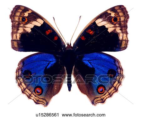 Insects, Butterfly, Bugs and Insects, Junoia orithya View Large Photo Image Stock Image - Insects, Butterfly, Bugs and Insects, Junoia orithya. Fotosearch