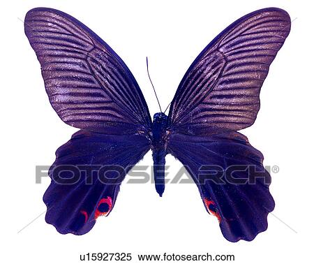 Stock Photography - Insects, Butterfly, Papilio protenor amaura, Bugs and Insects. Fotosearch