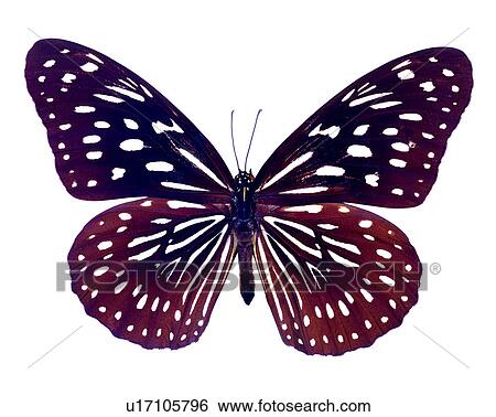 Insects, Butterfly, Tirumala septentrionis, Bugs and Insects View Large Photo Image Stock Photograph - Insects, Butterfly, Tirumala septentrionis, Bugs and Insects. Fotosearch