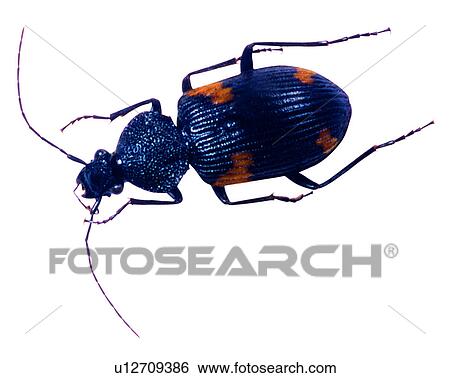 Stock Photograph - Insects, Craspedophorus formosanus, Bugs and Insects. Fotosearch