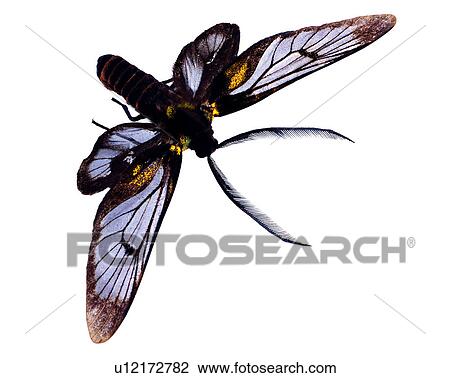 Stock Image - Insects, Eterusia aedea formosana, Bugs and Insects. Fotosearch