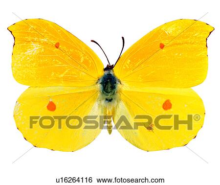 Insects, Gonepteryx amintha, Butterfly, Bugs and Insects View Large Photo Image Stock Photograph - Insects, Gonepteryx amintha, Butterfly, Bugs and Insects. Fotosearch
