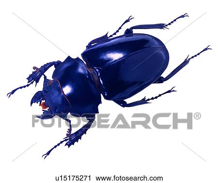 Stock Image - Insects, Odontolabis siva, Bugs and Insects. Fotosearch