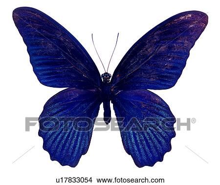 Insects, Papilio memnon heronus, Bugs and Insects, Butterfly View Large Photo Image Picture - Insects, Papilio memnon heronus, Bugs and Insects, Butterfly. Fotosearch
