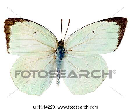 Stock Image - Insects, Pieris rapae crucivora, Butterfly, Bugs and Insects. Fotosearch