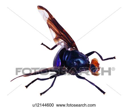 Insects, Sarcophaga peregrina, Bugs and Insects View Large Photo Image Stock Image - Insects, Sarcophaga peregrina, Bugs and Insects. Fotosearch