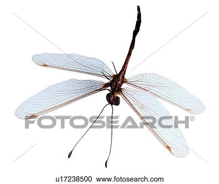 Stock Image - Insects, Suphalasca formosana, Bugs and Insects. Fotosearch