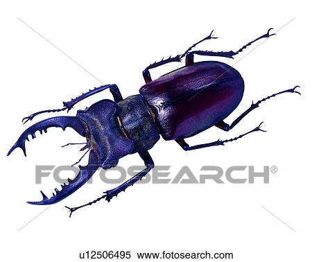 Stock Photography - Lucanus maculifemoratus, Bugs and Insects, Insects. Fotosearch