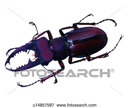 Stock Photo - Lucanus Swinhoei, Bugs and Insects, Insects. Fotosearch