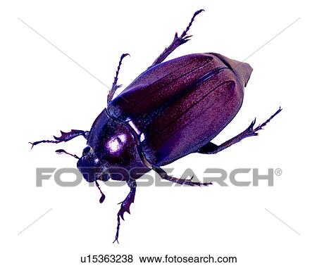 Melolontha insulana, Insects, Bugs and Insects View Large Photo Image Stock Photo - Melolontha insulana, Insects, Bugs and Insects. Fotosearch