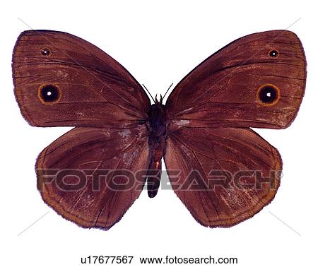 Stock Photo - Mycalesis gotama nanda, Butterfly, Insects, Bugs and Insects. Fotosearch