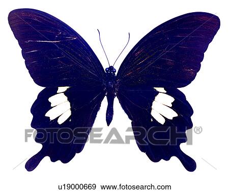 Stock Photo - Papilio nephelus chaonulus, Butterfly, Insects, Bugs and Insects. Fotosearch
