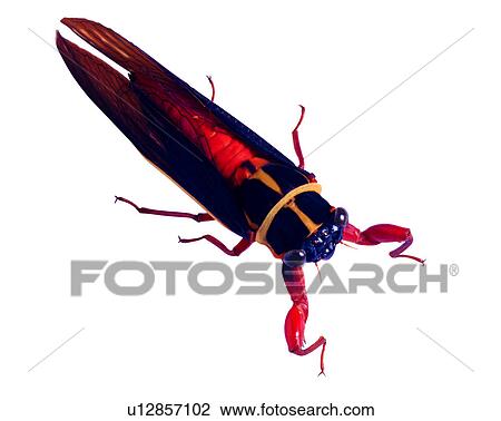 Stock Image - Scieroptera formosana, Bugs and Insects, Insects. Fotosearch