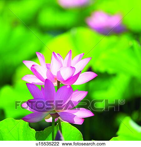 Stock Image - Lotus, Belief, Plants, Flower, Nature, Plant, Flowers. Fotosearch
