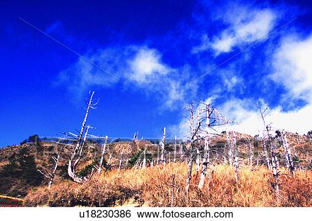 Blue sky, Cloud, Trees, Sky, The White Woods, Tree, Taiwan View Large Photo Image Stock Photograph - Blue sky, Cloud, Trees, Sky, The White Woods, Tree, Taiwan. Fotosearch