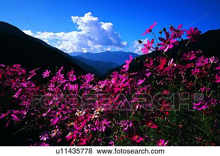 Blue sky, Landscape, Nature, Plant, Field, Cloud, Sky View Large Photo Image Stock Photo - Blue sky, Landscape, Nature, Plant, Field, Cloud, Sky. Fotosearch