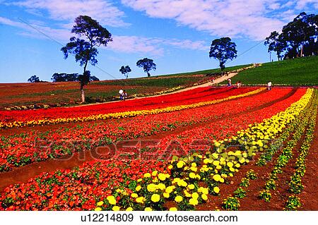 Stock Photo - Blue sky, Trees, Sky, Landscape, Plant, Flower, Countryside. Fotosearch
