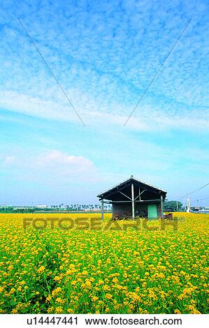 Stock Image - Champaign, Natural landscape, Flowers, Plant, Houses, Building, Colza flowers. Fotosearch