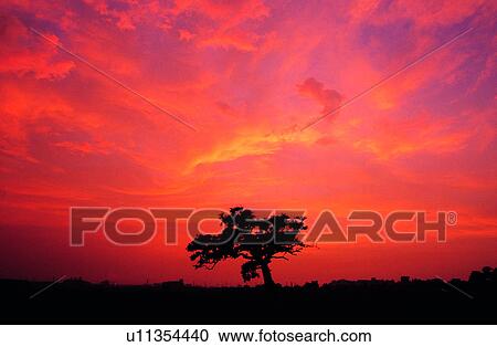 Cloud, Clouds, Champaign, Landscape, Tree, Natural landscape, Plants View Large Photo Image Stock Image - Cloud, Clouds, Champaign, Landscape, Tree, Natural landscape, Plants. Fotosearch