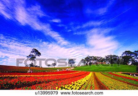 Cloud, Trees, Landscape, Blue sky, Nature, Clouds, Flower View Large Photo Image Stock Photo - Cloud, Trees, Landscape, Blue sky, Nature, Clouds, Flower. Fotosearch