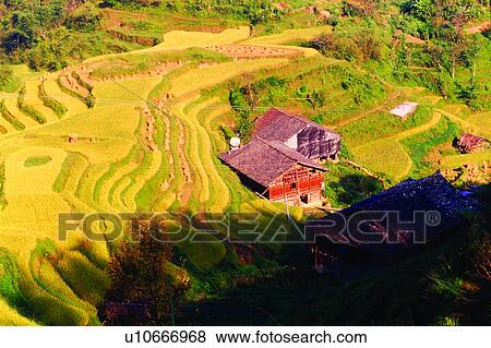 Clouds, Champaign, Country, Rice field, Blue sky, Cultivating, House View Large Photo Image Stock Photo - Clouds, Champaign, Country, Rice field, Blue sky, Cultivating, House. Fotosearch