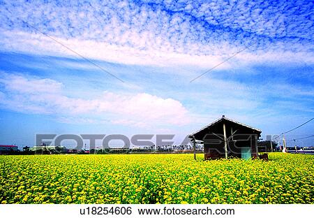 Stock Photograph - Clouds, Colza flower, Cloud, Nature, Natural landscape, Plant, Flower. Fotosearch