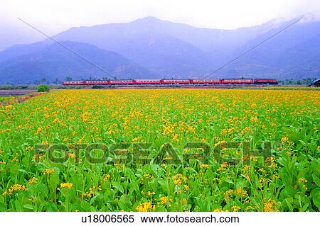 Colza flower, Landscape, Countryside, Sky, Train, Plants, Plant View Large Photo Image Stock Photography - Colza flower, Landscape, Countryside, Sky, Train, Plants, Plant. Fotosearch