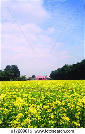 Field, Plant, Plants, Blue sky, Tree, Landscape, Woods View Large Photo Image Stock Photography - Field, Plant, Plants, Blue sky, Tree, Landscape, Woods. Fotosearch