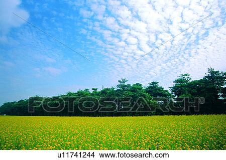 Field, Woods, Trees, Natural landscape, Champaign, Colza flower, Landscape View Large Photo Image Picture - Field, Woods, Trees, Natural landscape, Champaign, Colza flower, Landscape. Fotosearch