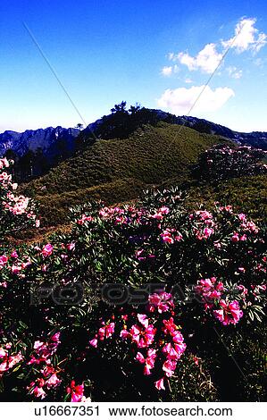 Stock Image - Landscape, Clouds, Plants, Flowers, Champaign, Countryside, Nature. Fotosearch