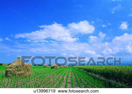 Nature, Clouds, Champaign, Hay, Villege, Plant, Field View Large Photo Image Stock Photo - Nature, Clouds, Champaign, Hay, Villege, Plant, Field. Fotosearch