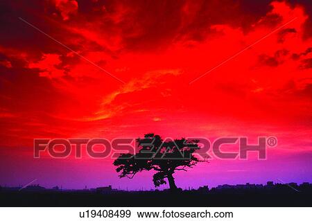 Nature, Field, Cloud, Plants, Tree, Sunrising, Sunset View Large Photo Image Stock Photo - Nature, Field, Cloud, Plants, Tree, Sunrising, Sunset. Fotosearch