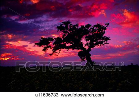 Plant, Field, Countryside, Cloud, Sky, Sunset, Champaign View Large Photo Image Stock Image - Plant, Field, Countryside, Cloud, Sky, Sunset, Champaign. Fotosearch