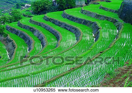 Rice field, Blue sky, Champaign, Cloud, Cultivating, Country, Sky View Large Photo Image Stock Photography - Rice field, Blue sky, Champaign, Cloud, Cultivating, Country, Sky. Fotosearch