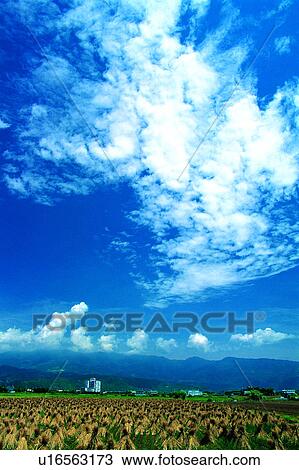 Sky, Hay stacks, Clouds, Hay stack, Champaign, Nature, Straws View Large Photo Image Stock Image - Sky, Hay stacks, Clouds, Hay stack, Champaign, Nature, Straws. Fotosearch