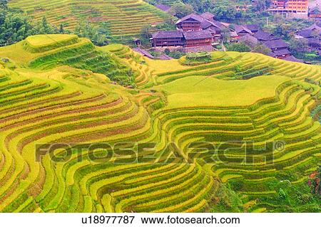 Terrace, Landscape, Cultivating, Houses, Community, Rice field, Rice View Large Photo Image Stock Photo - Terrace, Landscape, Cultivating, Houses, Community, Rice field, Rice. Fotosearch