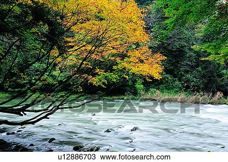 Tree, Creek, Natural landscape, Plants, Landscape, Nature, Water View Large Photo Image Stock Image - Tree, Creek, Natural landscape, Plants, Landscape, Nature, Water. Fotosearch