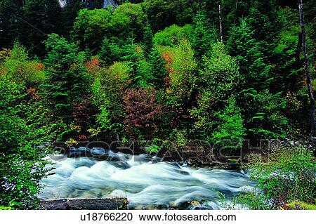 Woods, Nature, Plants, Rivers, Trees, Natural landscape, Plant View Large Photo Image Stock Image - Woods, Nature, Plants, Rivers, Trees, Natural landscape, Plant. Fotosearch