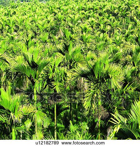 Betel palm, Plant, Betel palms, Tree, Woods, Trees, Planting View Large Photo Image Stock Photo - Betel palm, Plant, Betel palms, Tree, Woods, Trees, Planting. Fotosearch