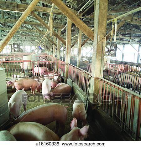 Stock Photography - Building, Pig, Animals, Animal, Livestock, Houses. Fotosearch