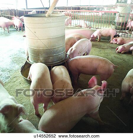 Buildings, Livestock, Houses, House, Agriculture, Pigs, Husbandry View Large Photo Image Stock Image - Buildings, Livestock, Houses, House, Agriculture, Pigs, Husbandry. Fotosearch