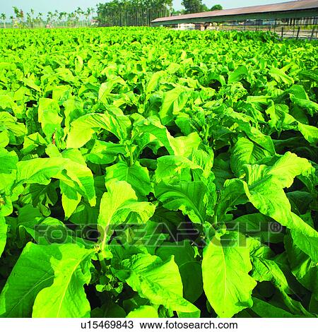 Coconut, Planting, Plant, Vegetable garden, Vegetables, Harvesting, Agriculture View Large Photo Image Stock Image - Coconut, Planting, Plant, Vegetable garden, Vegetables, Harvesting, Agriculture. Fotosearch