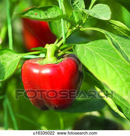 Cultivating, Agriculture, Vegetable, Harvesting, Sweet pepper, Vegetables, Sweet peppers View Large Photo Image Stock Image - Cultivating, Agriculture, Vegetable, Harvesting, Sweet pepper, Vegetables, Sweet peppers. Fotosearch