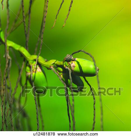 Cultivating, Betel nuts, Planting, Betel nut, Field, Agriculture, Harvesting View Large Photo Image Stock Photo - Cultivating, Betel nuts, Planting, Betel nut, Field, Agriculture, Harvesting. Fotosearch