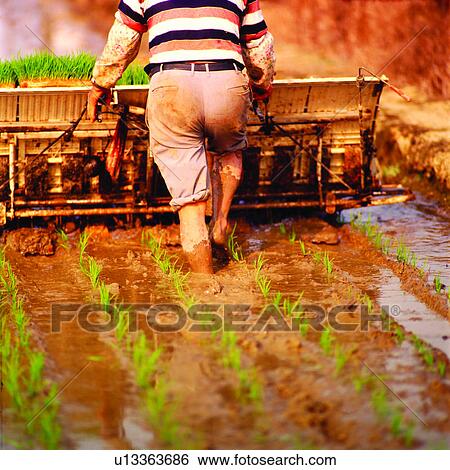Cultivating, Farmer, Seedling, Machine, Humans, Agriculture, People View Large Photo Image Stock Photograph - Cultivating, Farmer, Seedling, Machine, Humans, Agriculture, People. Fotosearch