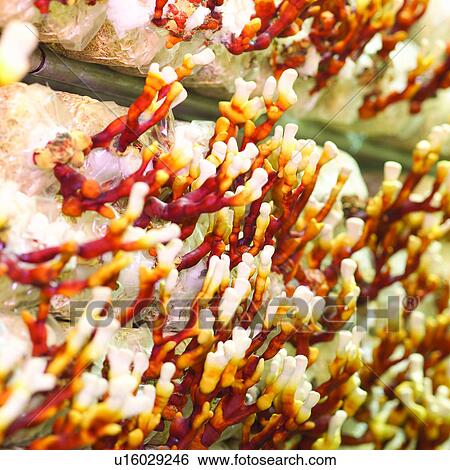 Cultivating, Plant, Planting, Agriculture, Mushroom View Large Photo Image Stock Photograph - Cultivating, Plant, Planting, Agriculture, Mushroom. Fotosearch