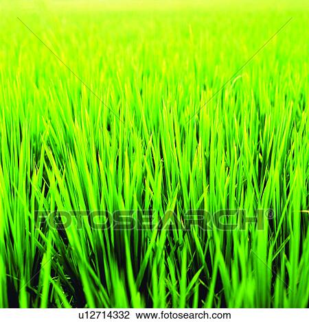 Cultivating, Planting, Field, Agriculture, Plant, Rice View Large Photo Image Stock Image - Cultivating, Planting, Field, Agriculture, Plant, Rice. Fotosearch
