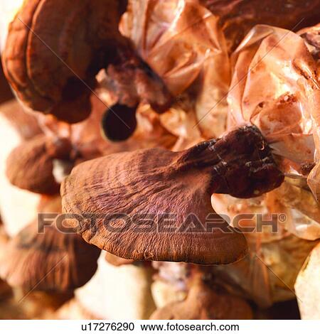 Stock Image - Cultivating, Planting, Plant, Agriculture, Mushroom. Fotosearch